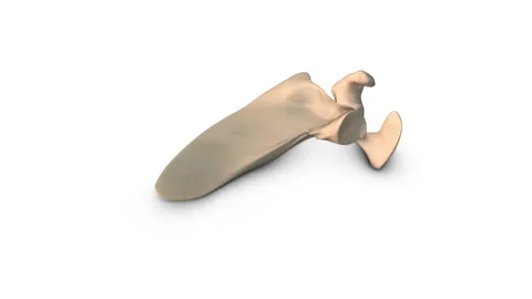 Human Scapula bone isolated on white background Stock Footage 278026275