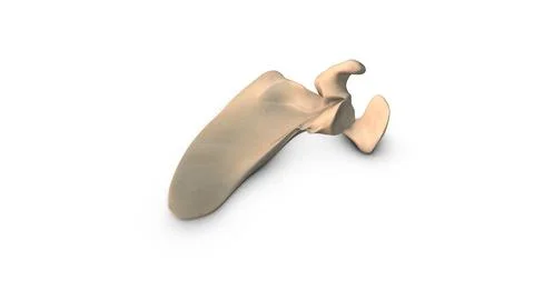 Human Scapula bone isolated on white background Illustration