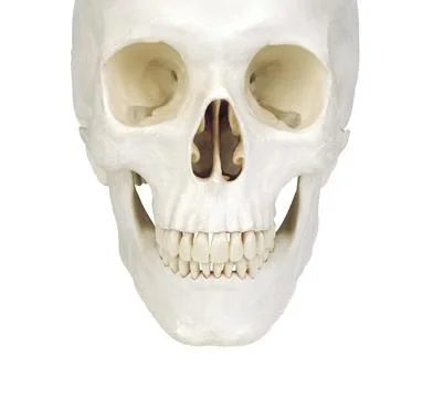 Human scull isolated Stock Photos