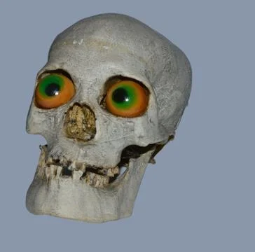 Human scull Stock Photos