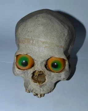 Human scull Stock Photos