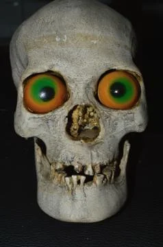 Human scull Stock Photos