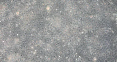 Human semen in phase contrast microscopy 動画素材 129409163