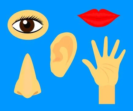 Human sense organs. Symbol. Vector. Stock Illustration