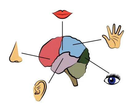 Human sense organs on a white background. Stock Illustration