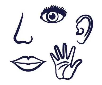Human sense organs on a white background. Silhouette. Vector. Stock Illustration