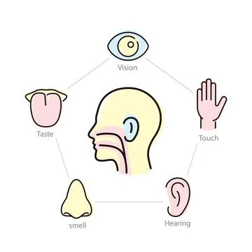 Human senses icon set, vector illustration Illustrazione stock