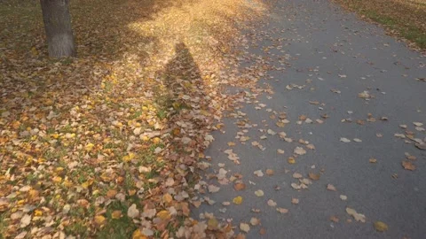 Human shadow moving on autumn road with dry leaves Stock Footage 142403154