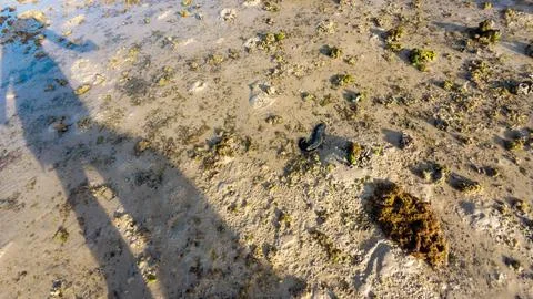 Human shadow on muddy beach at low tide Фото