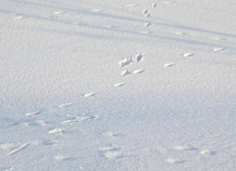 Human shadow on the snow Stock Photos