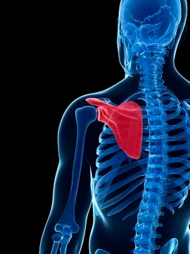 Human shoulder bone, illustration Stock Illustration