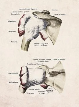 Human Shoulder Joint And Rotator Cuff Vintage Anatomy Illustration Stock Illustration