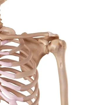 Human shoulder ligaments Stock Illustration