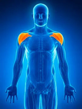 Human shoulder muscles, artwork Stock Illustration