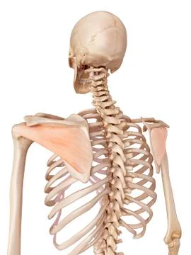 Human shoulder muscles Stock Illustration