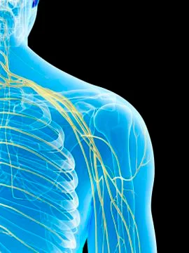 Human shoulder nerves, artwork Stock Illustration