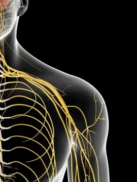Human shoulder nerves, artwork Stock Illustration