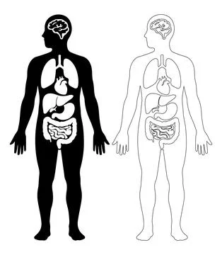 Human silhouette composed of inner organs shapes Stock Illustration