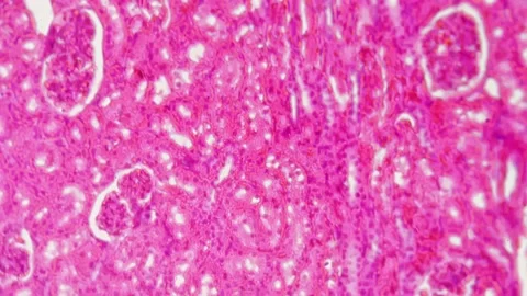Human simple cuboidal epithelium in section magnified under microscope in 200 Stock Footage 229030419