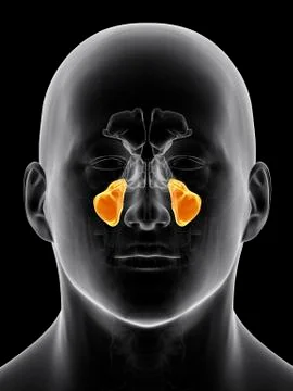 Human sinuses Stock Illustration