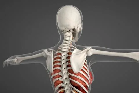 Human skeletal structure Illustrazione stock