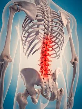 Human skeletal structure, illustration Stock Illustration