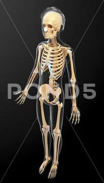 Human skeletal system, artwork Stock Illustration