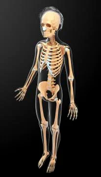 Human skeletal system, artwork Stock Illustration