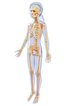 Human skeletal system, artwork Stock Illustration