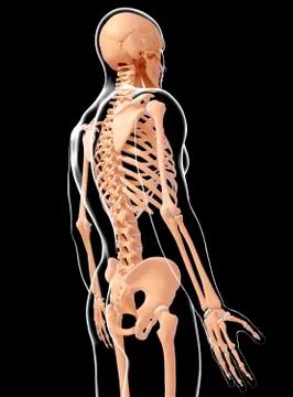 Human skeletal system, artwork Stock Illustration