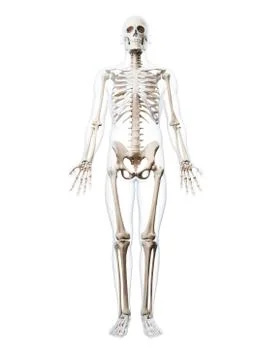Human skeletal system, artwork Stock-Illustration
