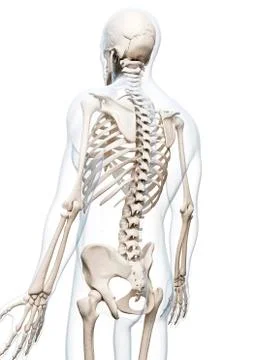 Human skeletal system, artwork Stock Illustration