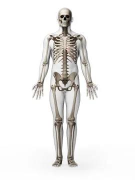 Human skeletal system, artwork Stock Illustration