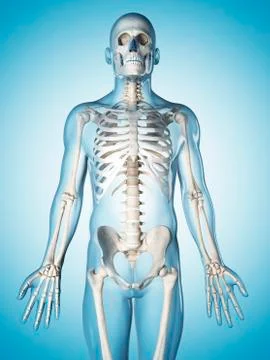 Human skeletal system, illustration Stock Illustration