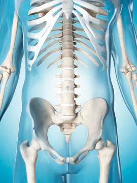 Human skeletal system, illustration Stock Illustration