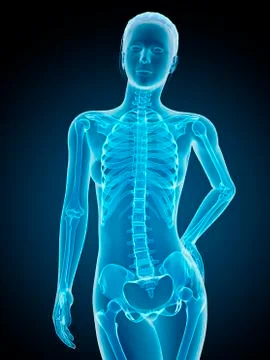 Human skeletal system, illustration Stock Illustration