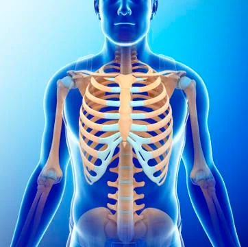 Human skeletal system, illustration Stock Illustration
