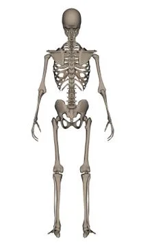 Human skeleton - 3D render Stock Illustration