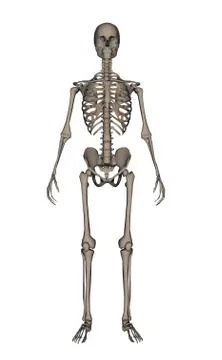Human skeleton - 3D render Stock Illustration