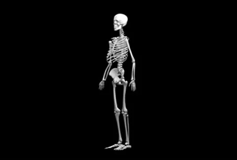 Human skeleton with alpha matte NTSC loop Stock-Footage 8961048