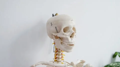 Human skeleton anatomical model with detailed skull and cervical vertebrae .. Stock Footage 334957430