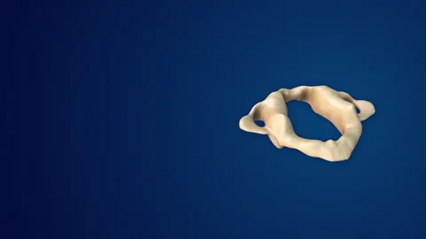 Human Skeleton Anatomy and Bone Structure Atlas Stock Footage 296792691