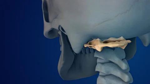 Human Skeleton Anatomy and Bone Structure Atlas イラスト素材