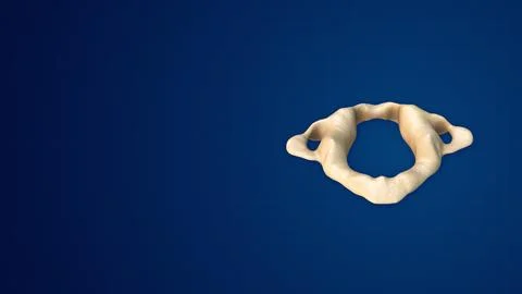 Human Skeleton Anatomy and Bone Structure Atlas イラスト素材