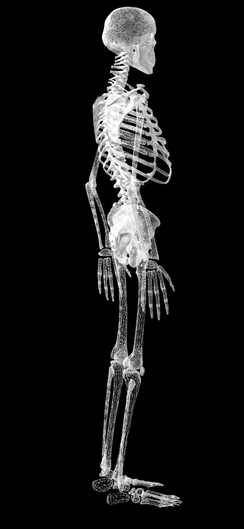 Human Skeleton Anatomy on Black Background skeleton Stock Footage 336321010