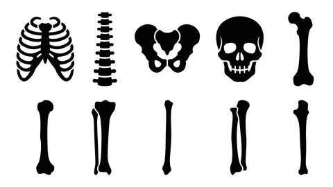 Human skeleton anatomy bone collection featuring skull ribcage and limb fra.. Stock Illustration