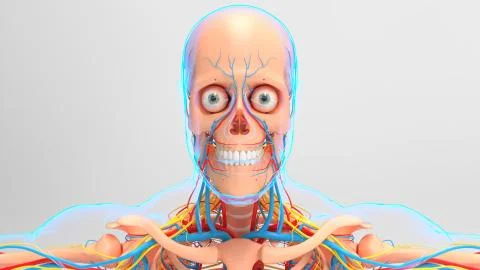 Human Skeleton Anatomy With Circulatory System For medical concept 3D Stock Illustration