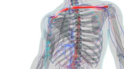 Human skeleton anatomy Clavicle Bones 3D Rendering Ilustración de archivo