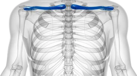 Human skeleton anatomy Clavicle Bones 3D Rendering Stock Illustration