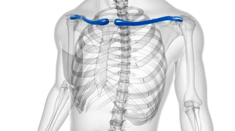 Human skeleton anatomy Clavicle Bones 3D Rendering Stock Illustration